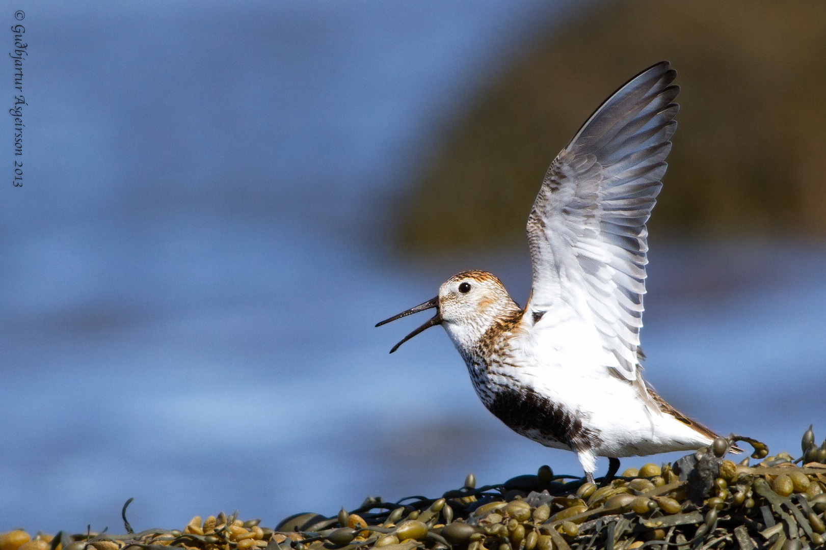 Dunlin - Calidris alpina