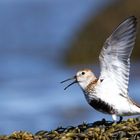 Dunlin - Calidris alpina