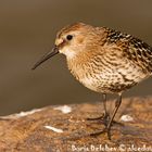 Dunlin (Calidris alpina) juvenile