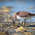 Dunlin