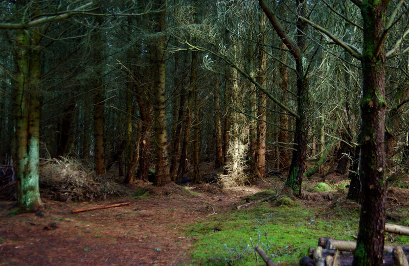 Dunnet Forest