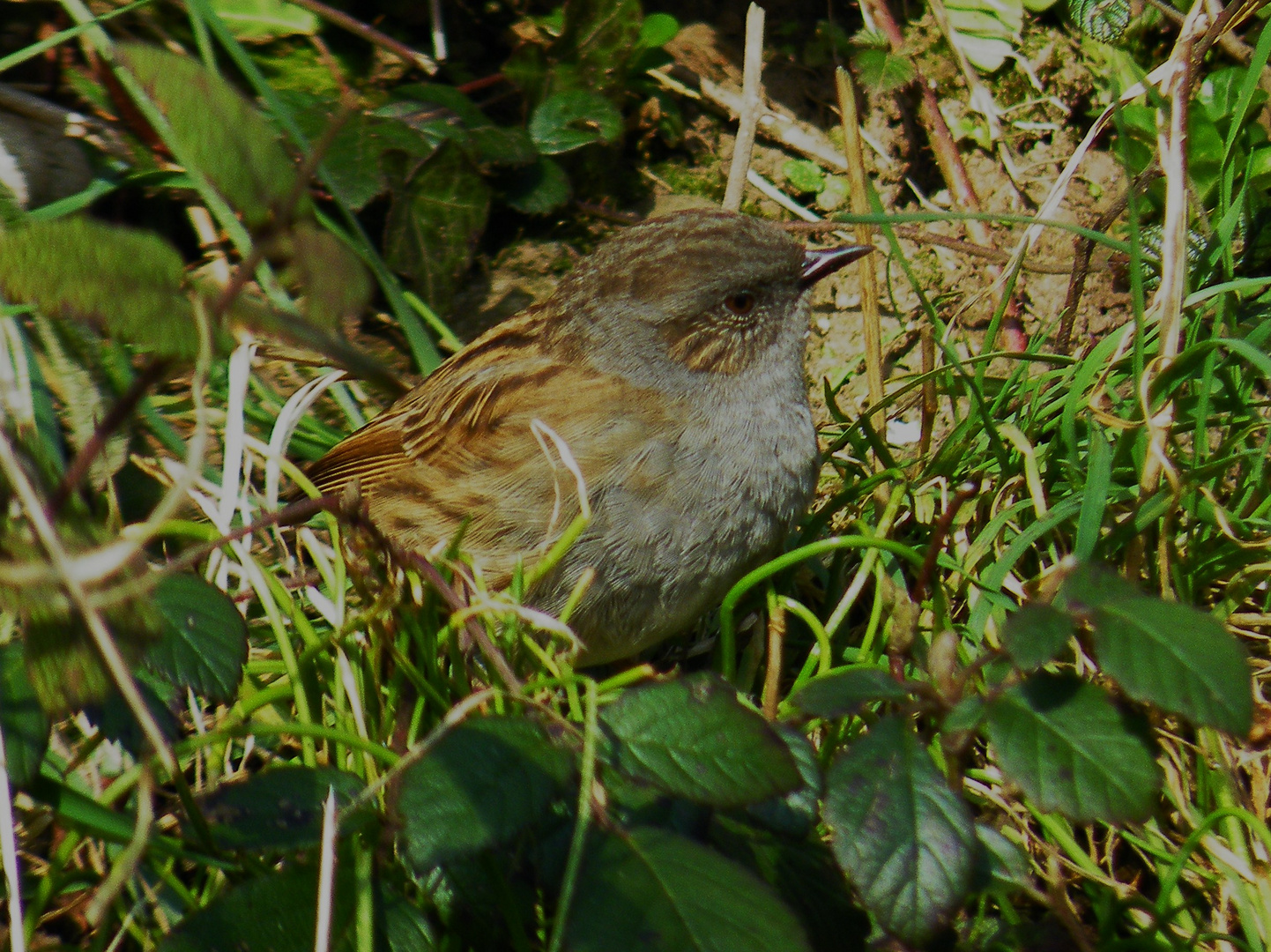 Dunnock 1