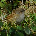 Dunnock 1