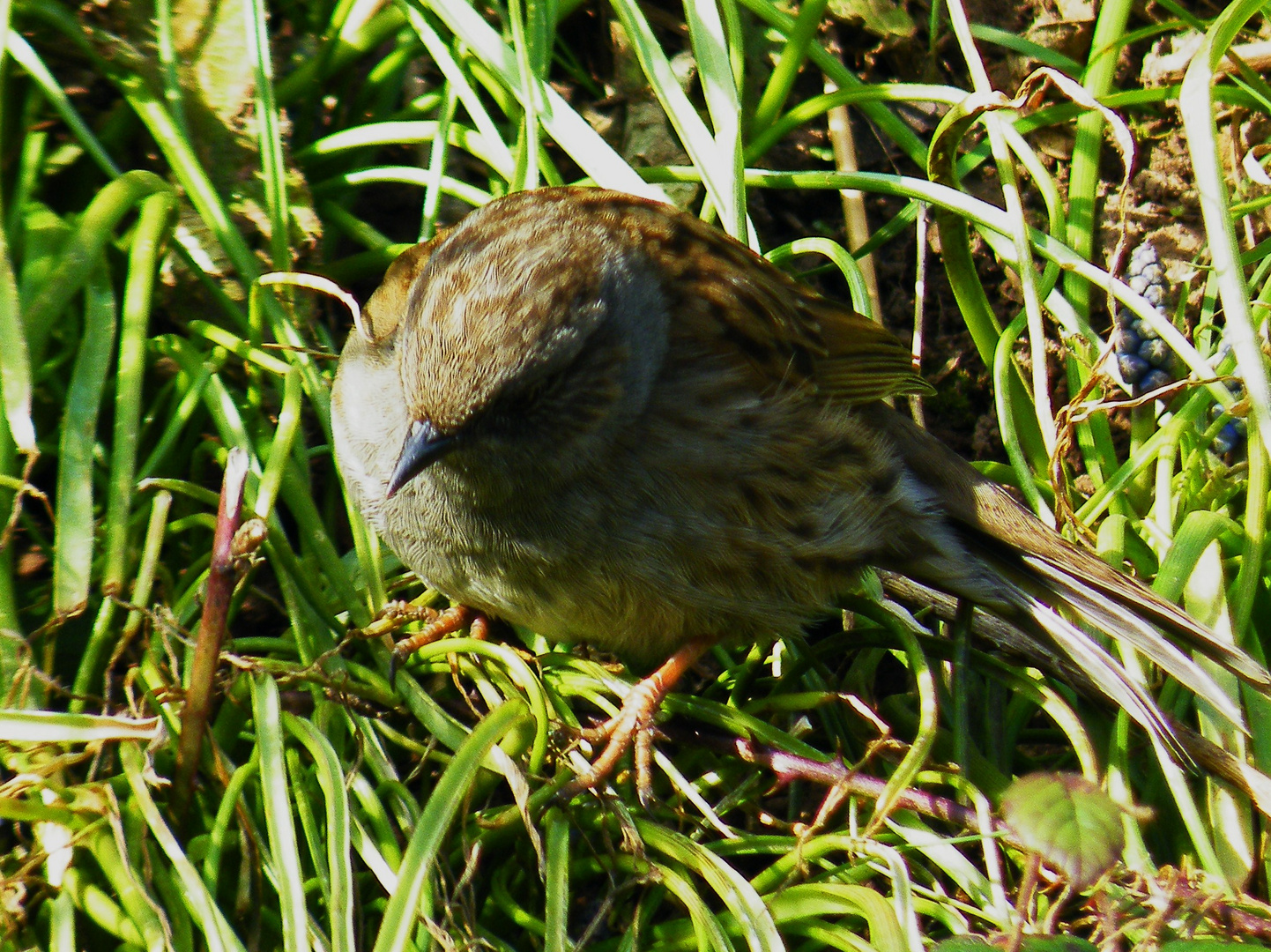 Dunnock 2