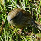 Dunnock 2