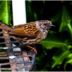 Dunnock  2022 2