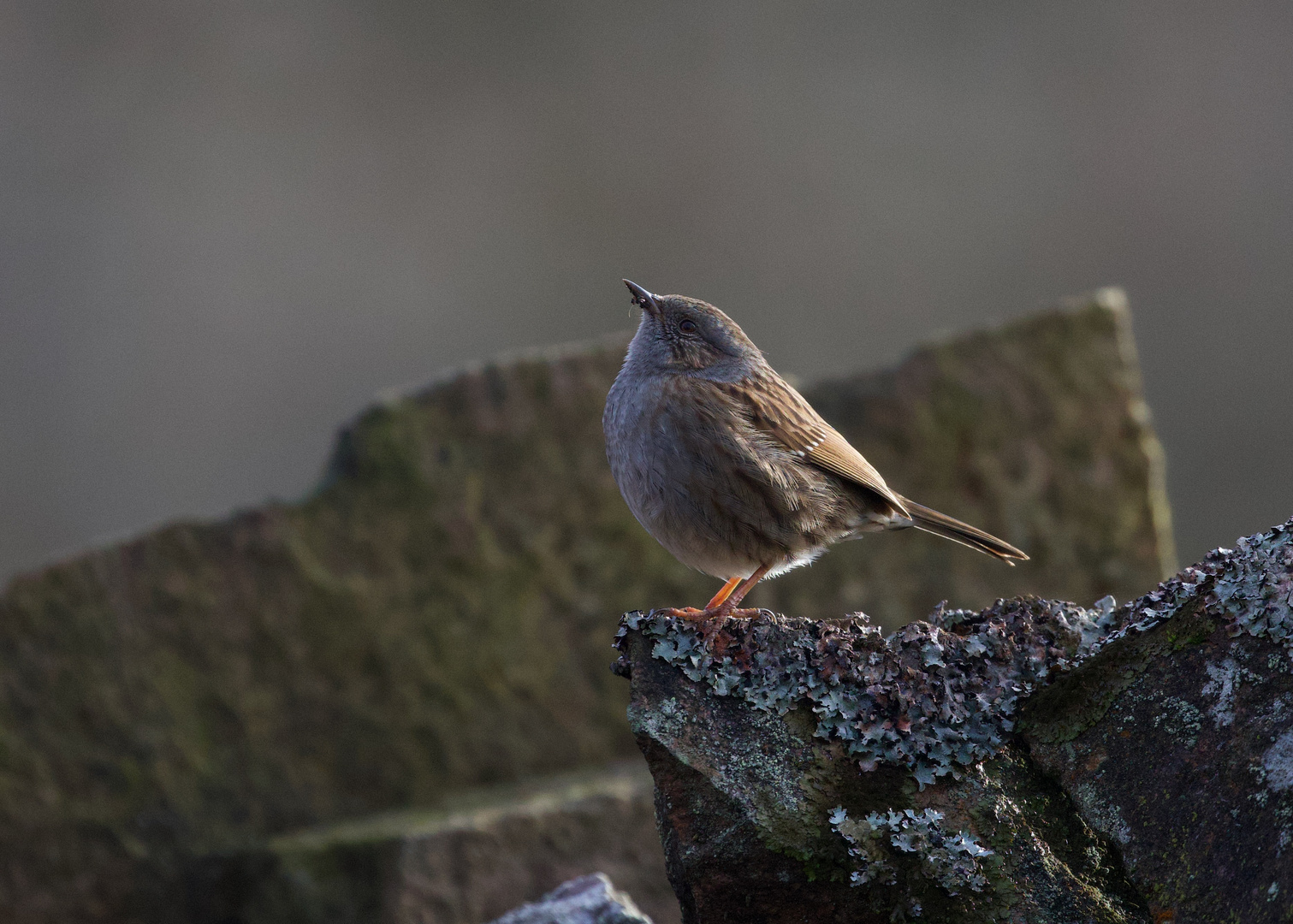 Dunnock