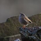 Dunnock