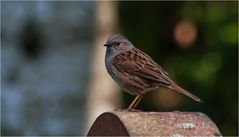 Dunnock