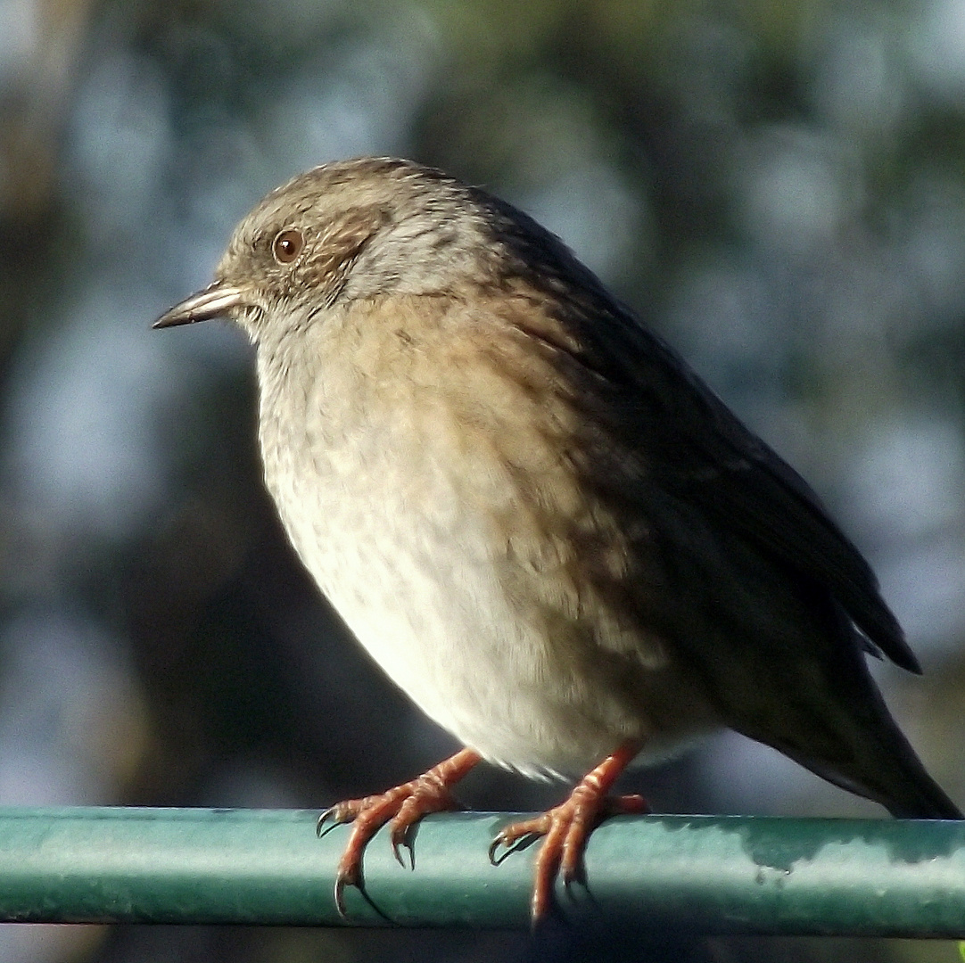 Dunnock