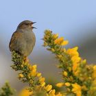 Dunnock