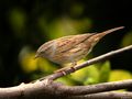 Dunnock II by Fons van Swaal