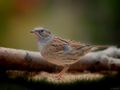 DUNNOCK IX von Fons van Swaal