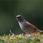 Dunnock on the hedge