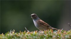 Dunnock on the hedge