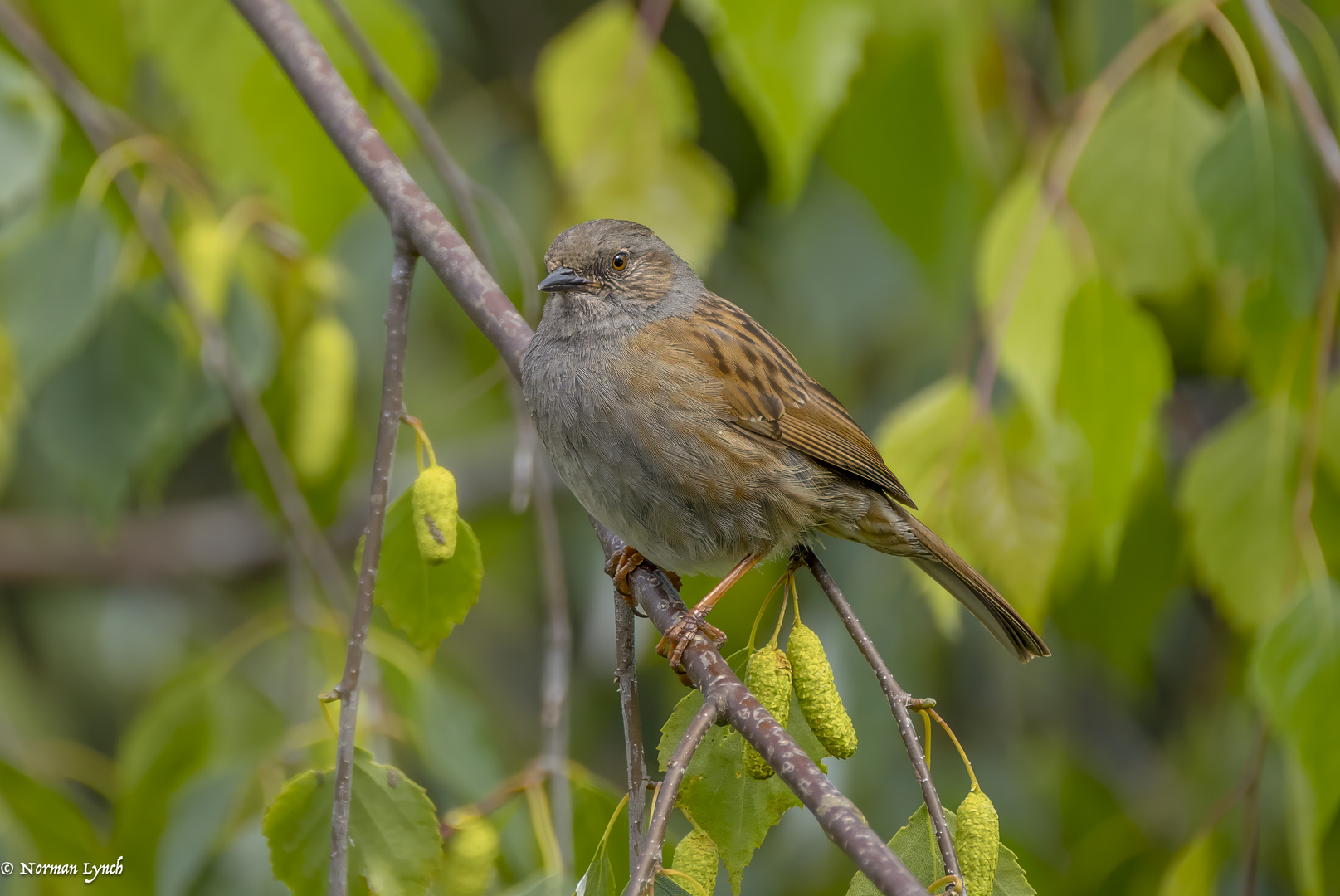 Dunnock (prunella modularis)