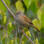 Dunnock (prunella modularis)