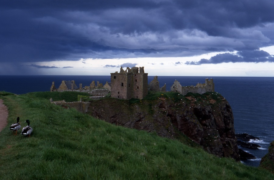 Dunnottar Castle (Schottland) mit Enten