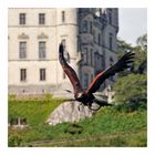 Dunrobin Castle Hawk