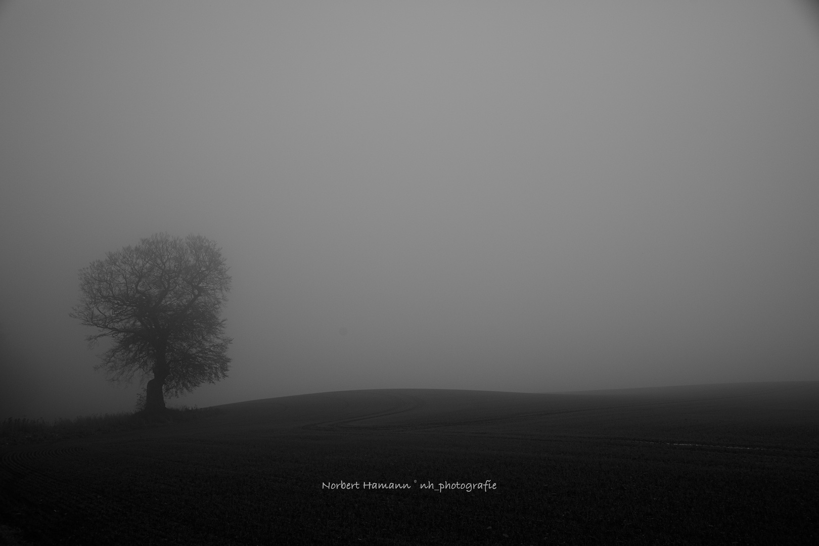 DUNST Foto & Bild | outdoor, baum, feld Bilder auf fotocommunity