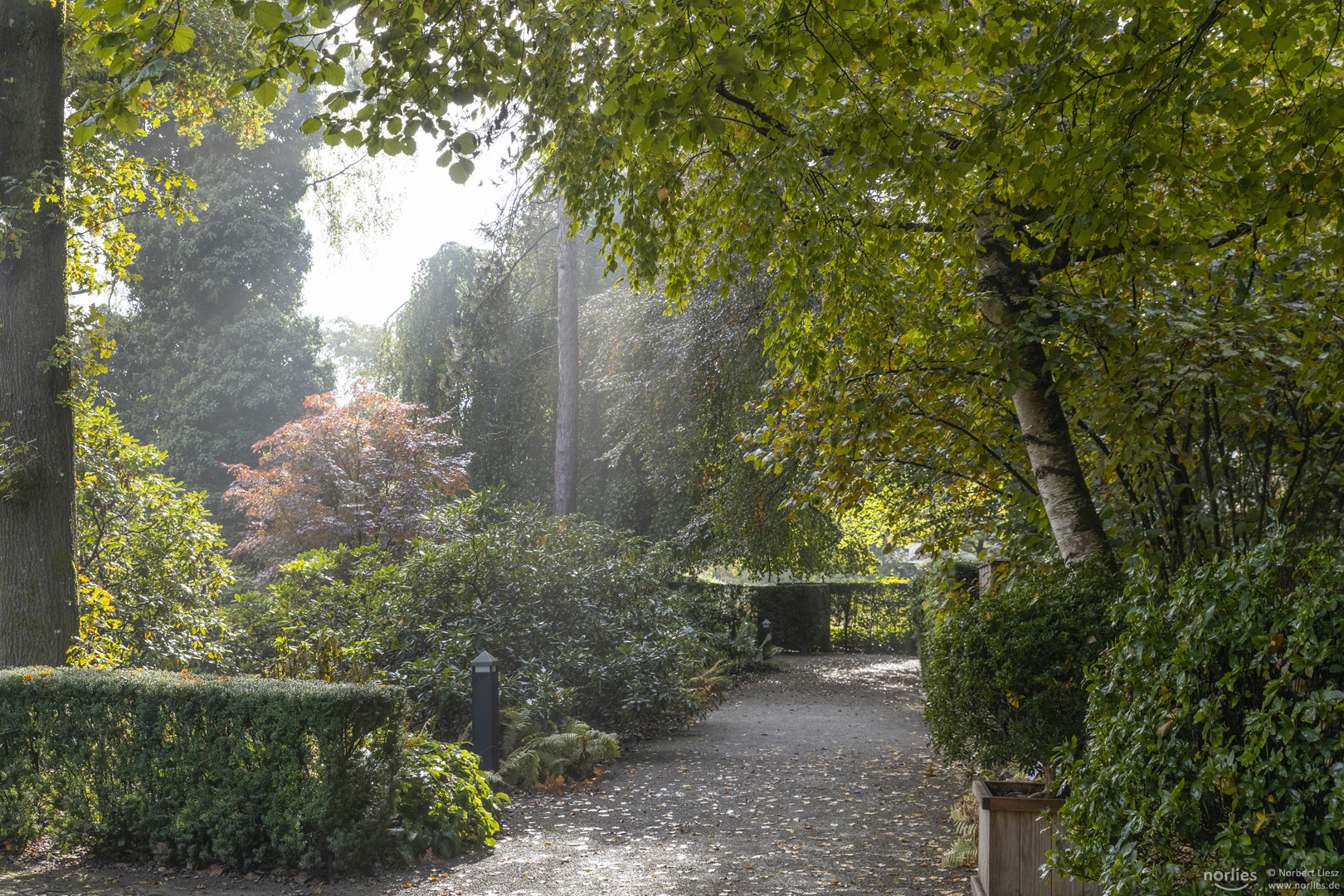 Dunst im Garten