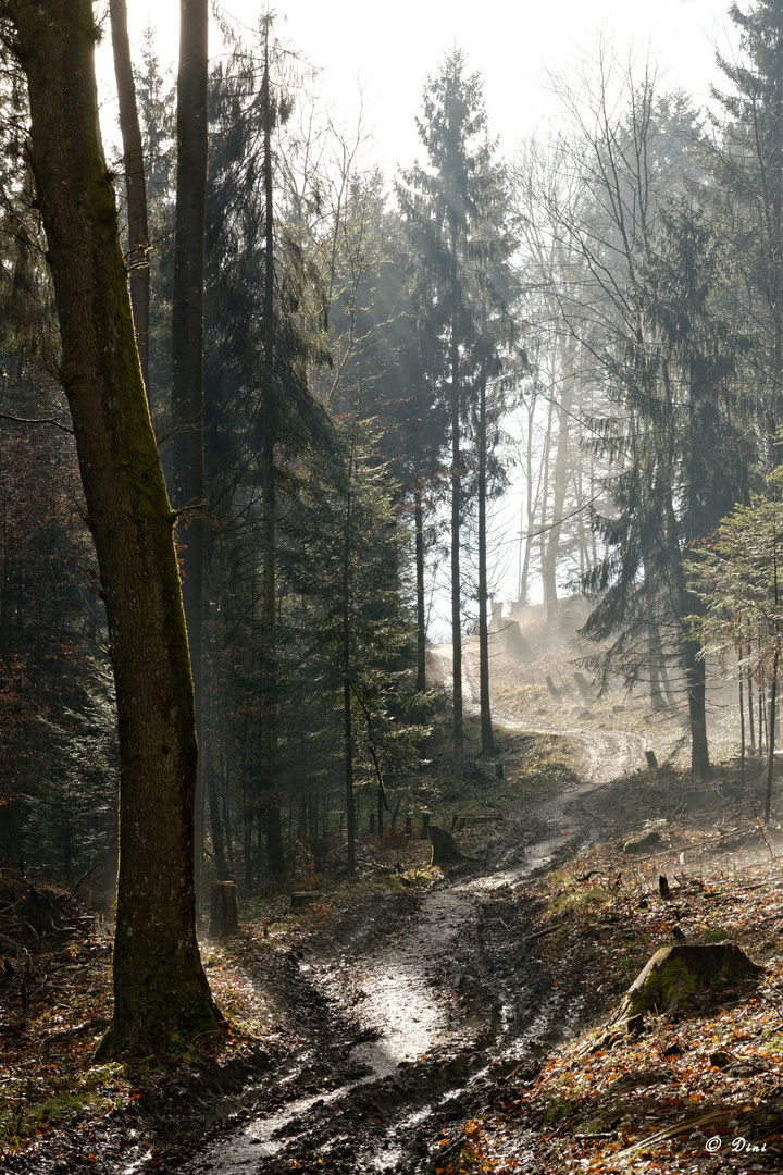 Dunst im Wald