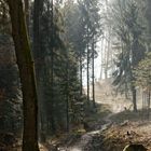 Dunst im Wald