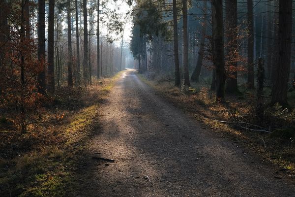 dunstig lichter Waldweg
