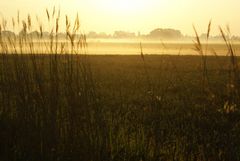 Dunstschleier über den Marschwiesen