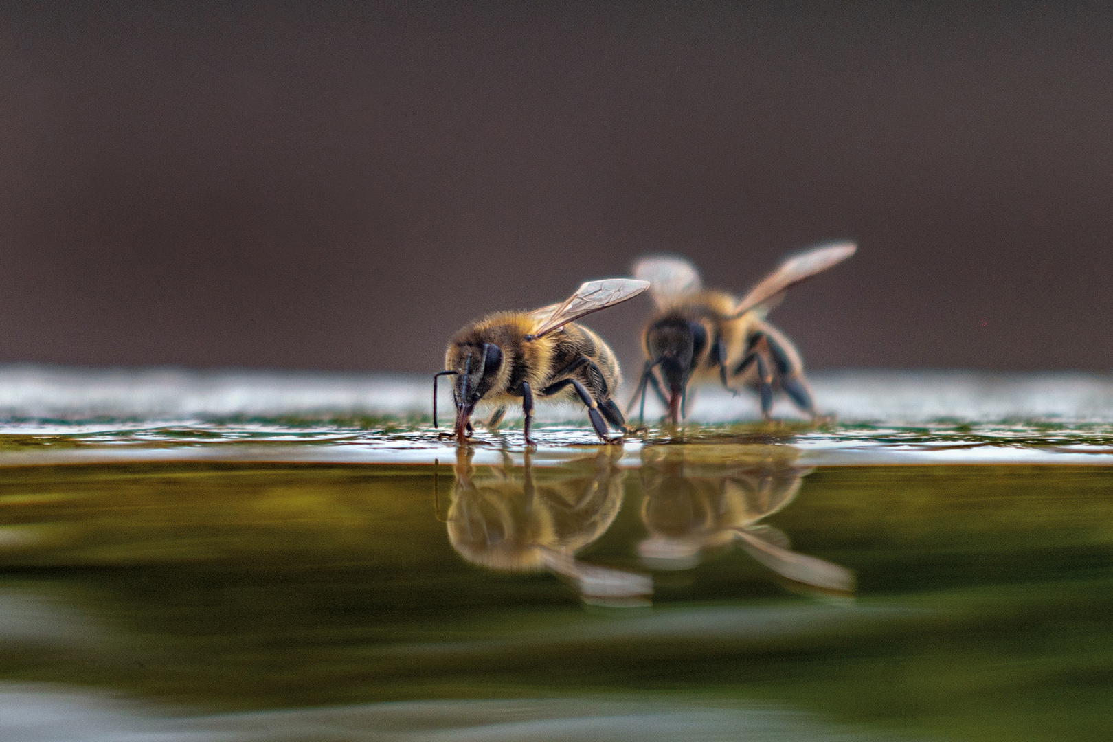 Duo Foto & Bild | spezial, makro, natur Bilder auf fotocommunity
