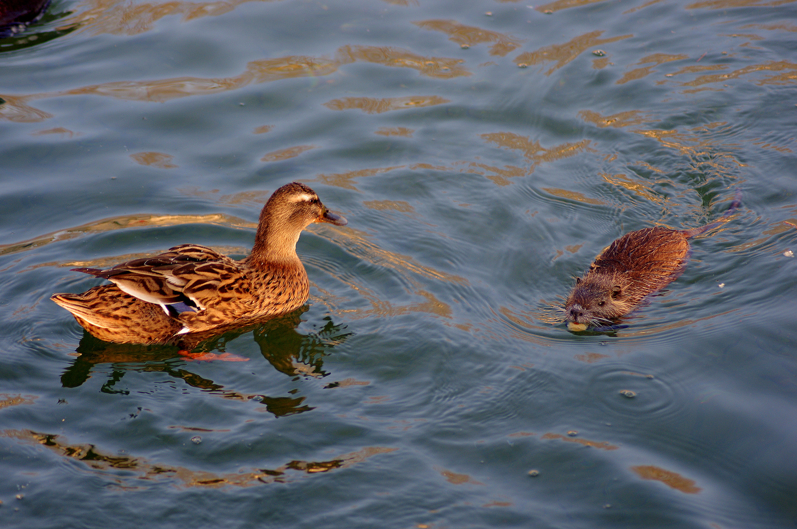 duo au couchant ....