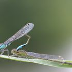 duo au repos