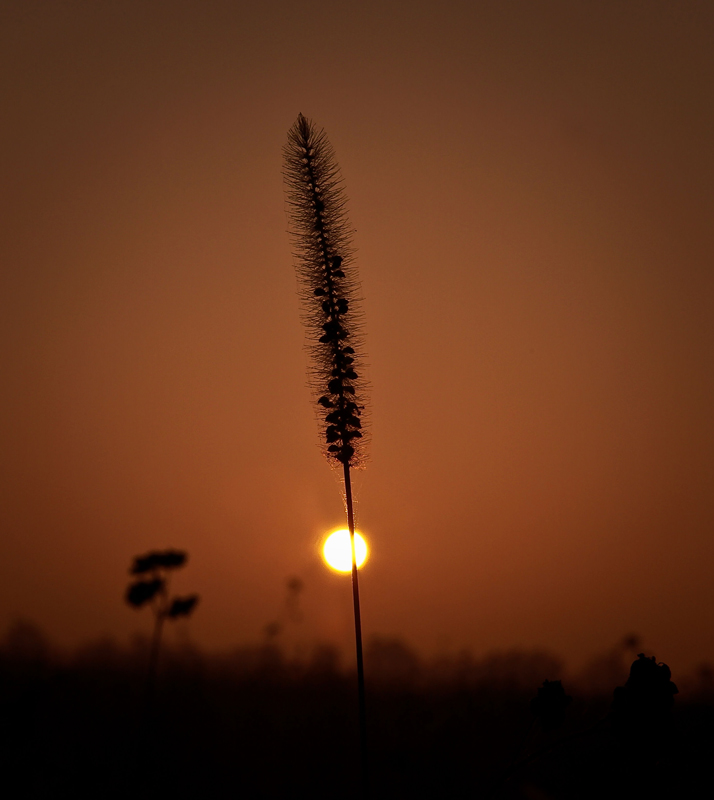 Duo au Soleil ....