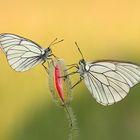 Duo auf Mohn