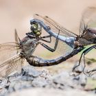 duo - beim abflug......