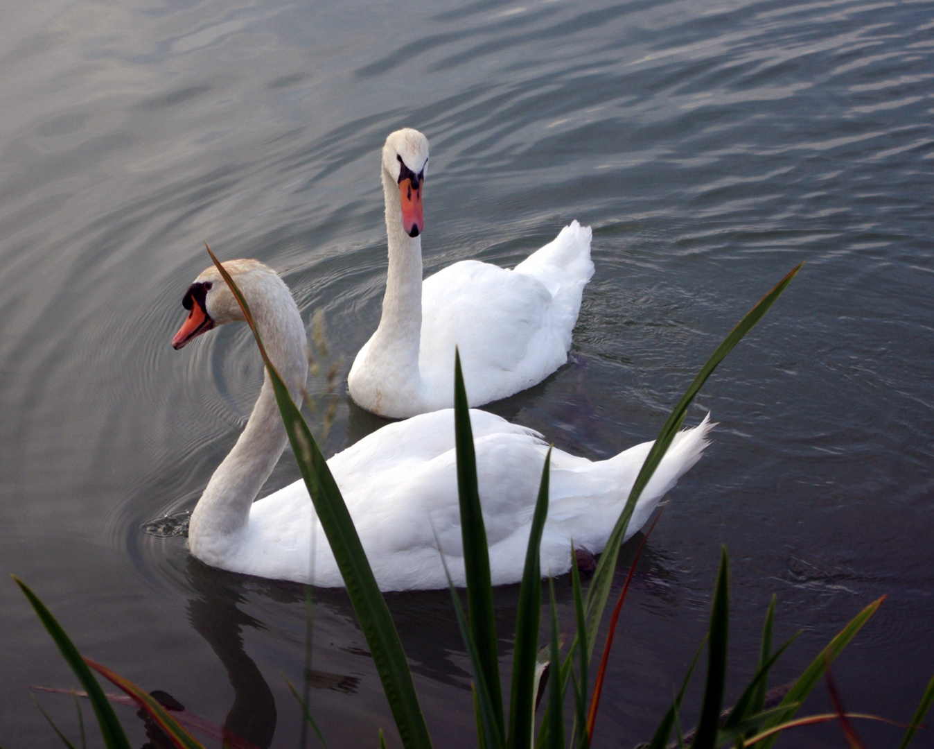 Duo blanc