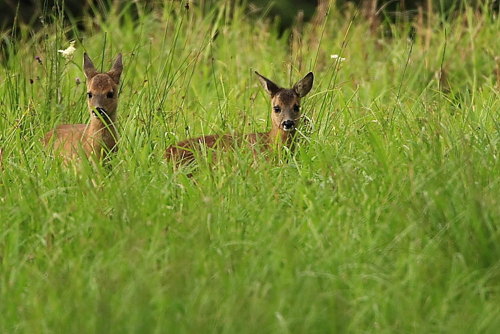 Duo