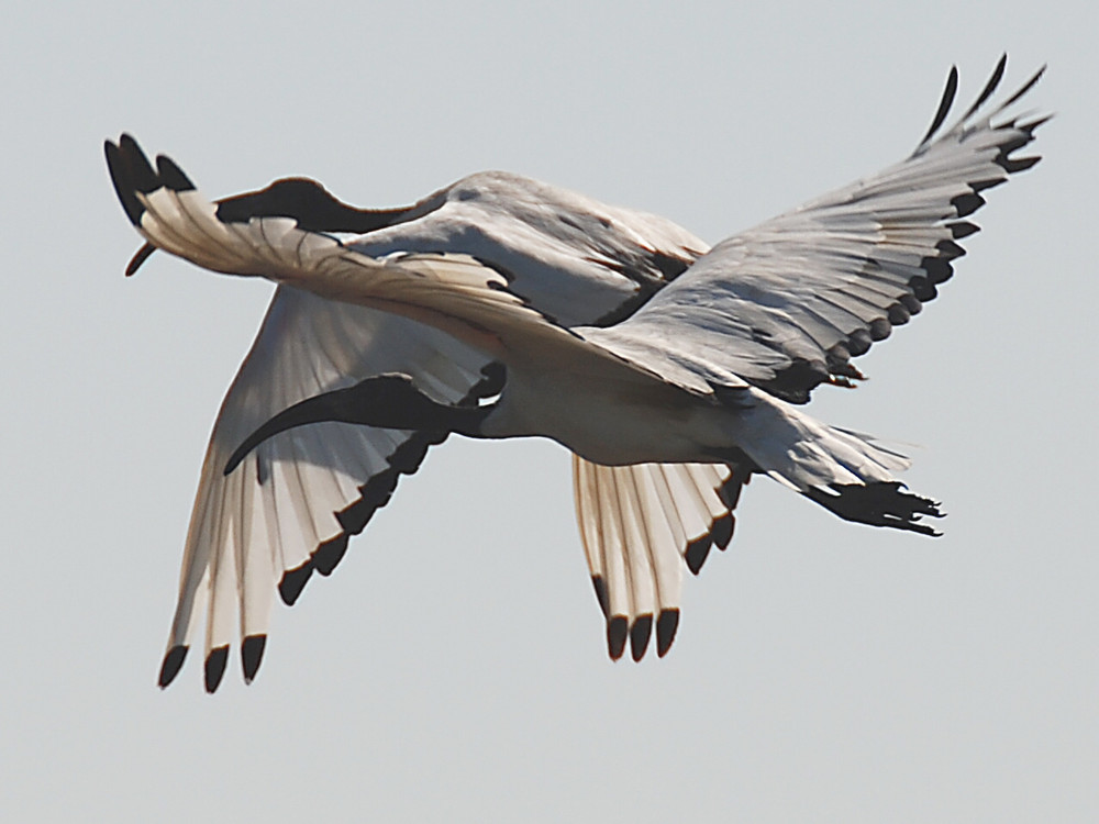 Duo d' ibis sacrés