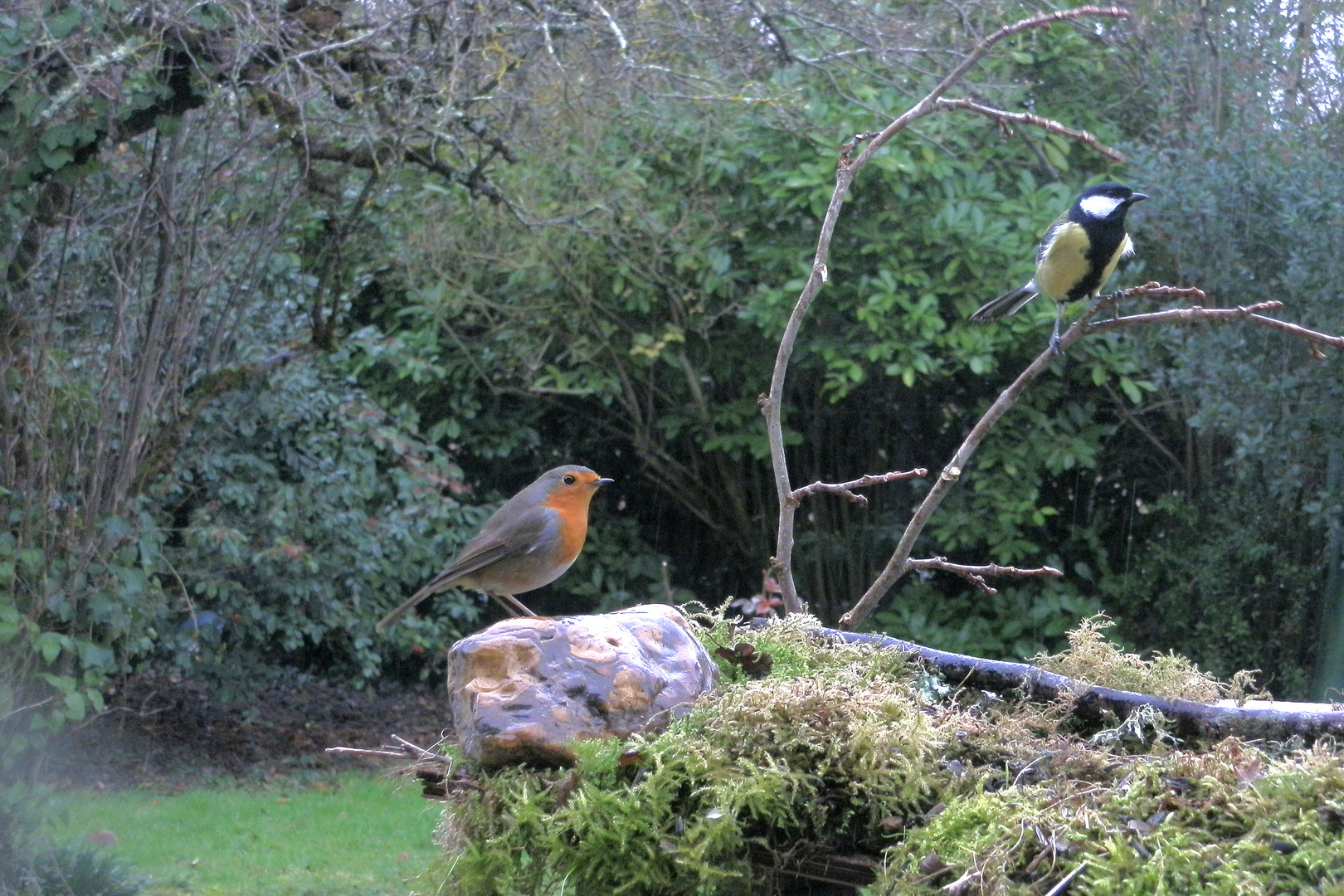 Duo d' oiseaux