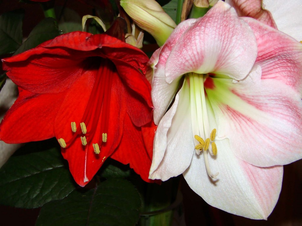 Duo d'amaryllis