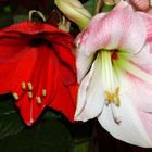 Duo d'amaryllis