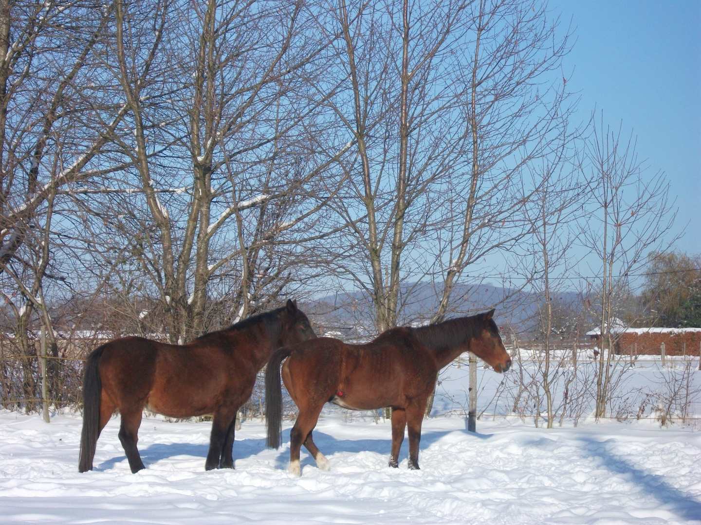 Duo dans la neige ...