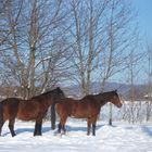 Duo dans la neige ...