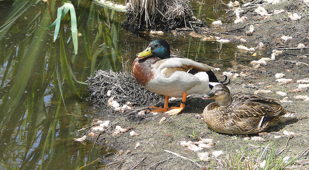 Duo de canards