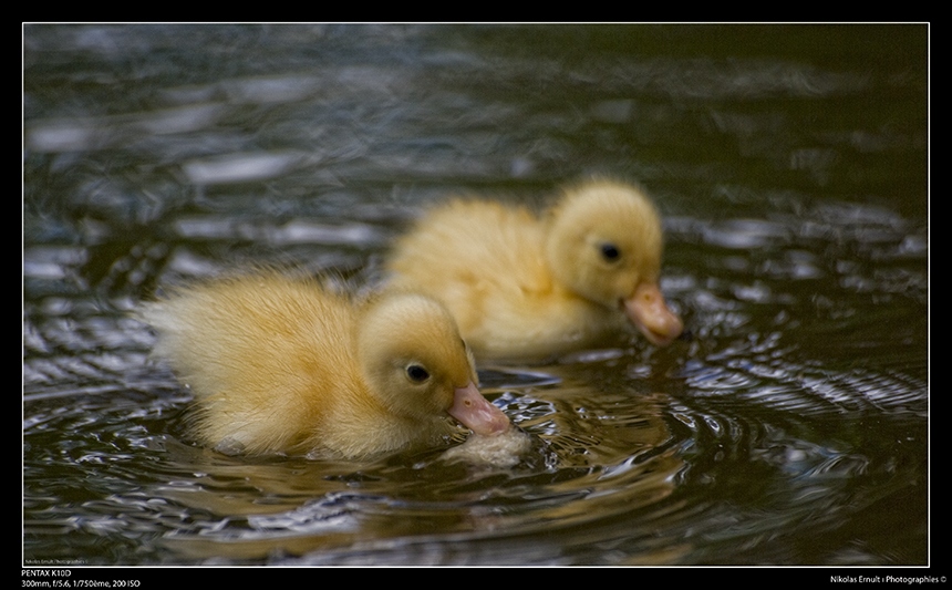 Duo de canetons