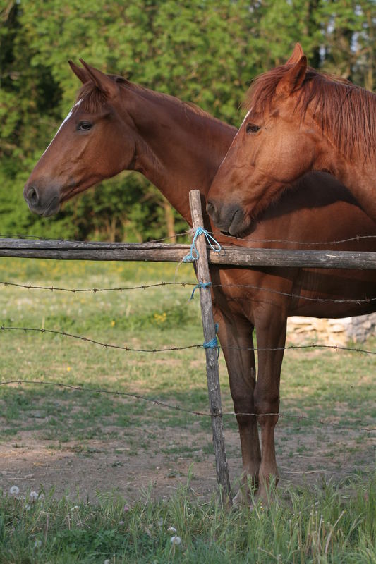 duo de chevaux