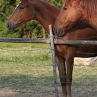 duo de chevaux