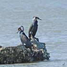 Duo de Cormorans