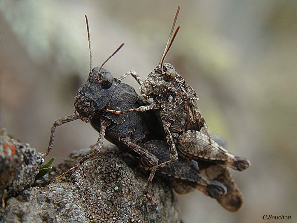 Duo de Criquets