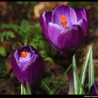 " Duo de crocus hier après midi "